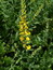 Genista tinctoria (Blüten), Färbeginster, Färbepflanze, Färberpflanze, Pflanzenfarben,  färben, Klostergarten Seligenstadt